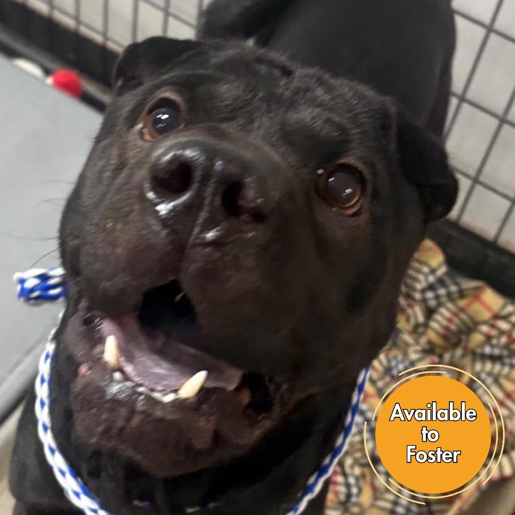 Enlarge Diamond Star, a Adoptable Shar-Pei in Normal, IL image 4/5