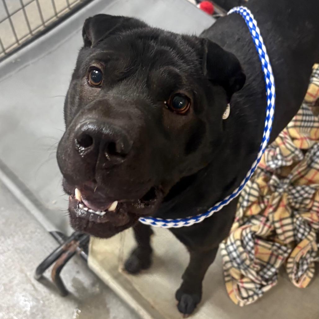 Enlarge Diamond Star, a Adoptable Shar-Pei in Normal, IL image 5/5