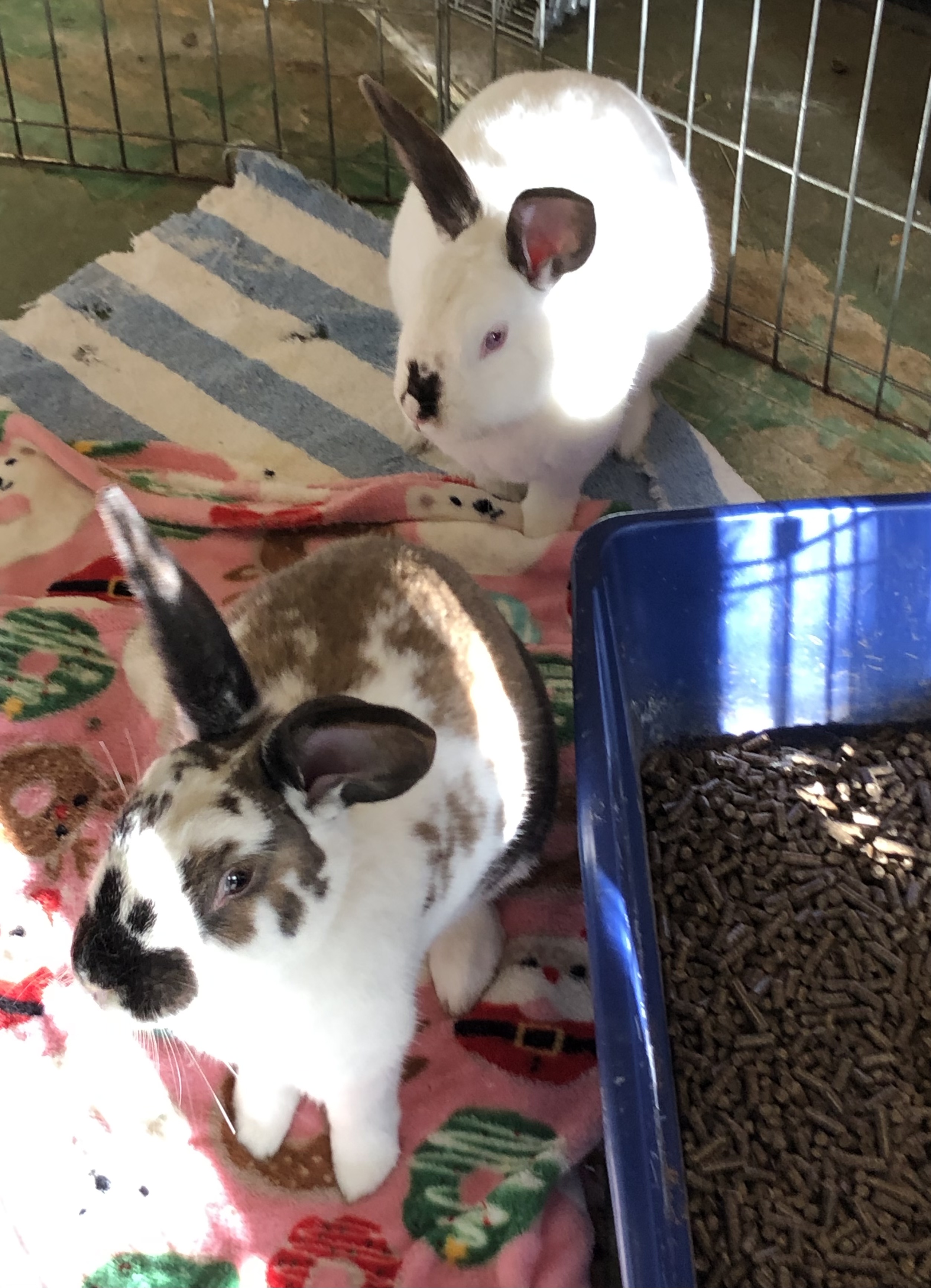 Harry Houdini & David Hopperfield (bonded brothers), a Adoptable Bunny Rabbit image 6/6