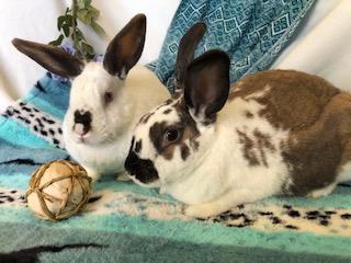 Harry Houdini & David Hopperfield (bonded brothers), a Adoptable Bunny Rabbit image 3/6