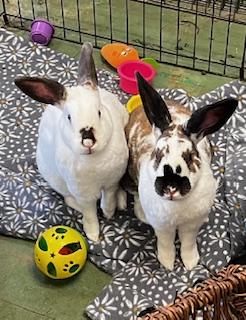 Harry Houdini & David Hopperfield (bonded brothers), Adoptable, Adult Male Bunny Rabbit.