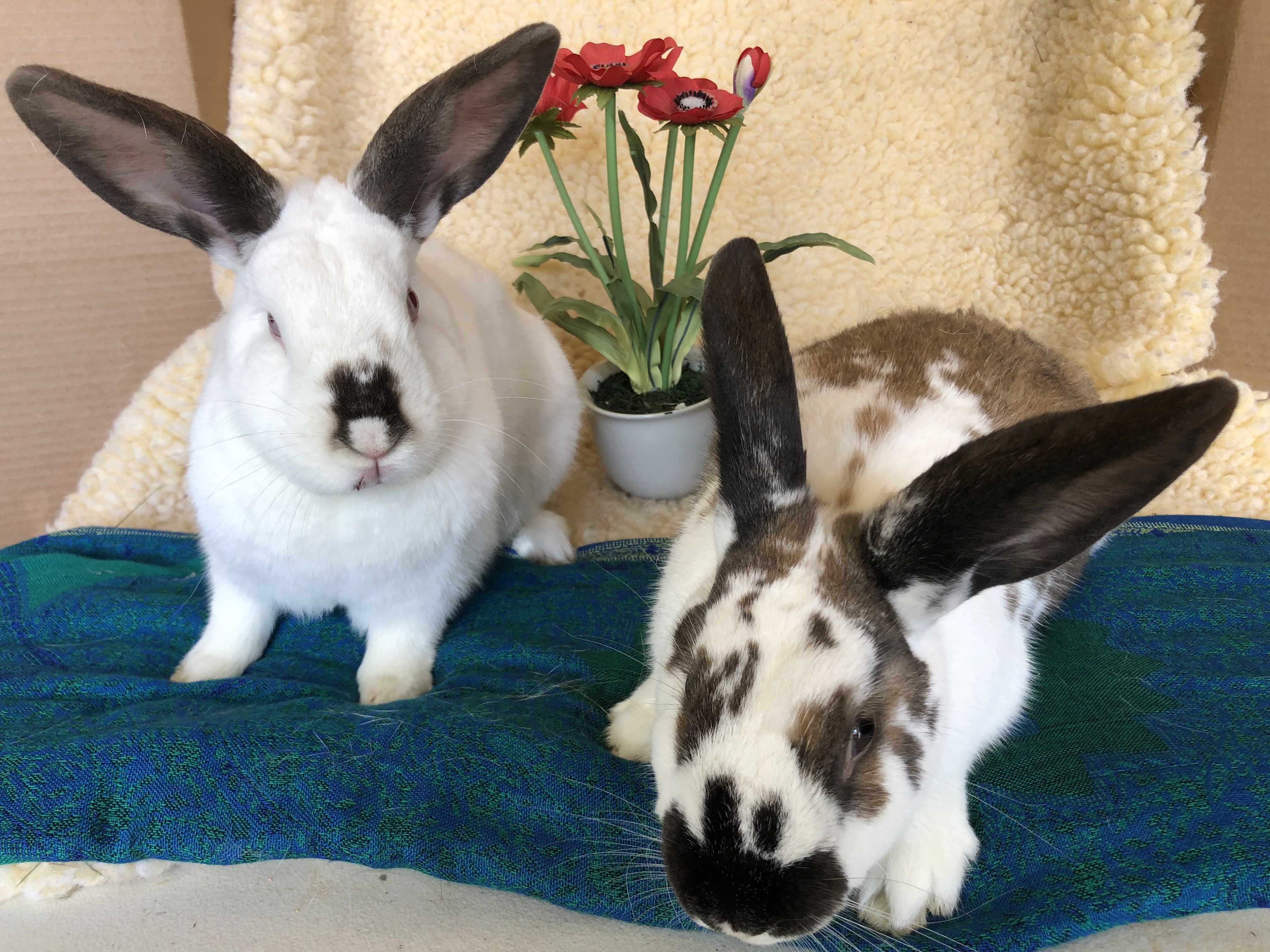 Harry Houdini & David Hopperfield (bonded brothers), a Adoptable Bunny Rabbit image 4/6