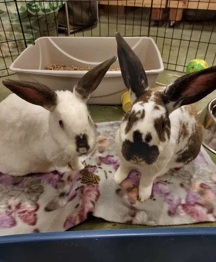 Harry Houdini & David Hopperfield (bonded brothers), a Adoptable Bunny Rabbit image 2/6