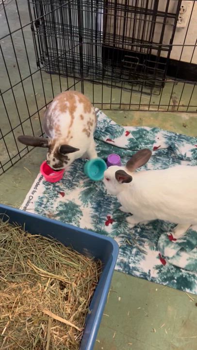 Enlarge Harry Houdini & David Hopperfield (bonded brothers), a Adoptable Bunny Rabbit video 5/6