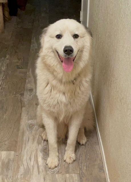 Duke, a Adoptable Great Pyrenees in Bend, OR image 2/3