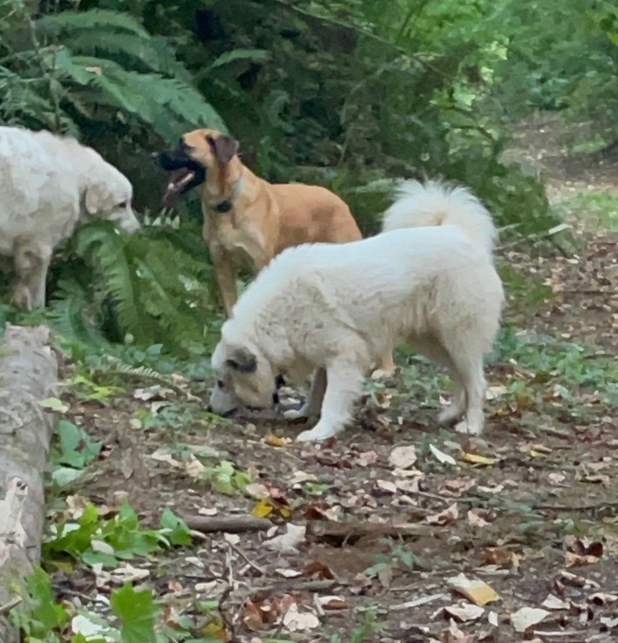 Duke, a Adoptable Great Pyrenees in Bend, OR image 3/3