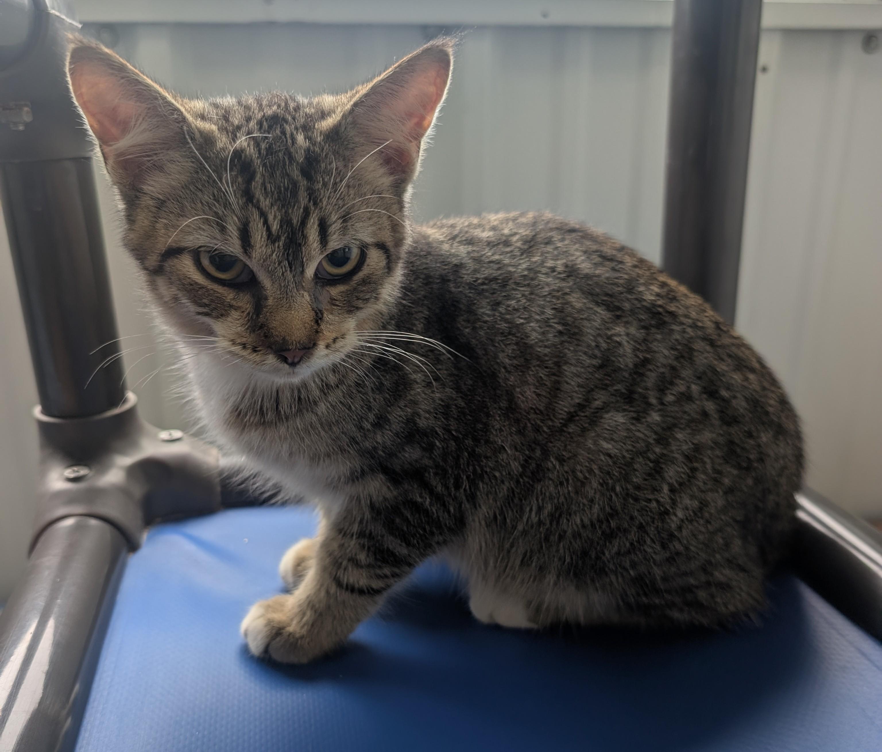 Enlarge Alistair, a Adoptable Domestic Short Hair in New Ulm, MN image 1/2