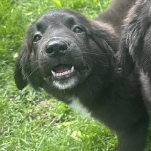 Enlarge PANDORA - Needs a forever home!, an adopted mixed breed in Birmingham, MI image 2/5