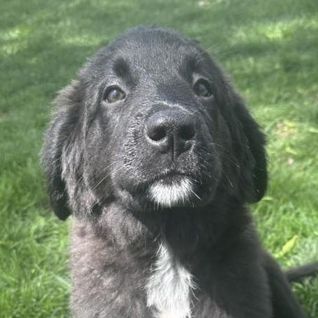 PANDORA - Needs a forever home!, adopted, Puppy Female Saint Bernard & German Shepherd Dog.