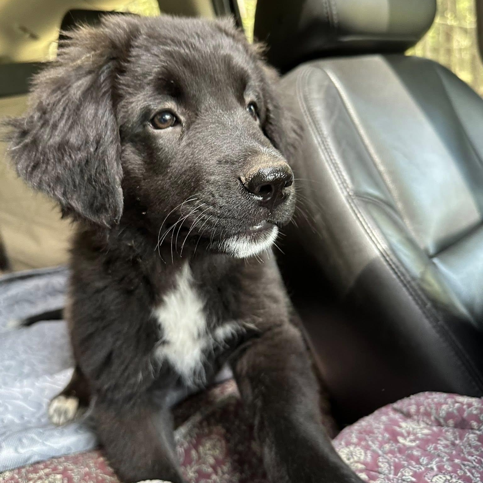 Enlarge PANDORA - Needs a forever home!, an adopted mixed breed in Birmingham, MI image 5/5