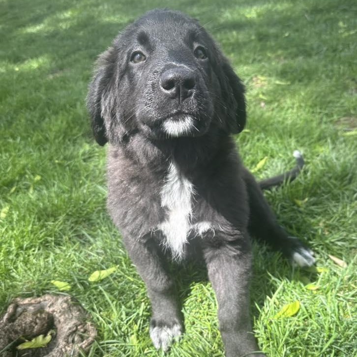 Enlarge PANDORA - Needs a forever home!, an adopted mixed breed in Birmingham, MI image 3/5