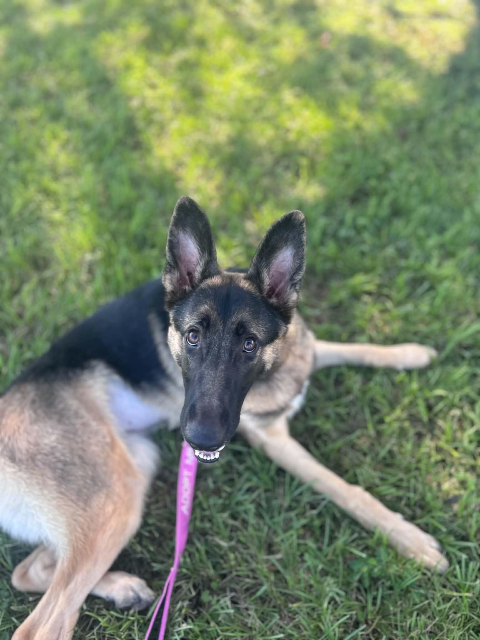 Enlarge Anka, a Adopted German Shepherd Dog in Myakka City, FL image 3/4