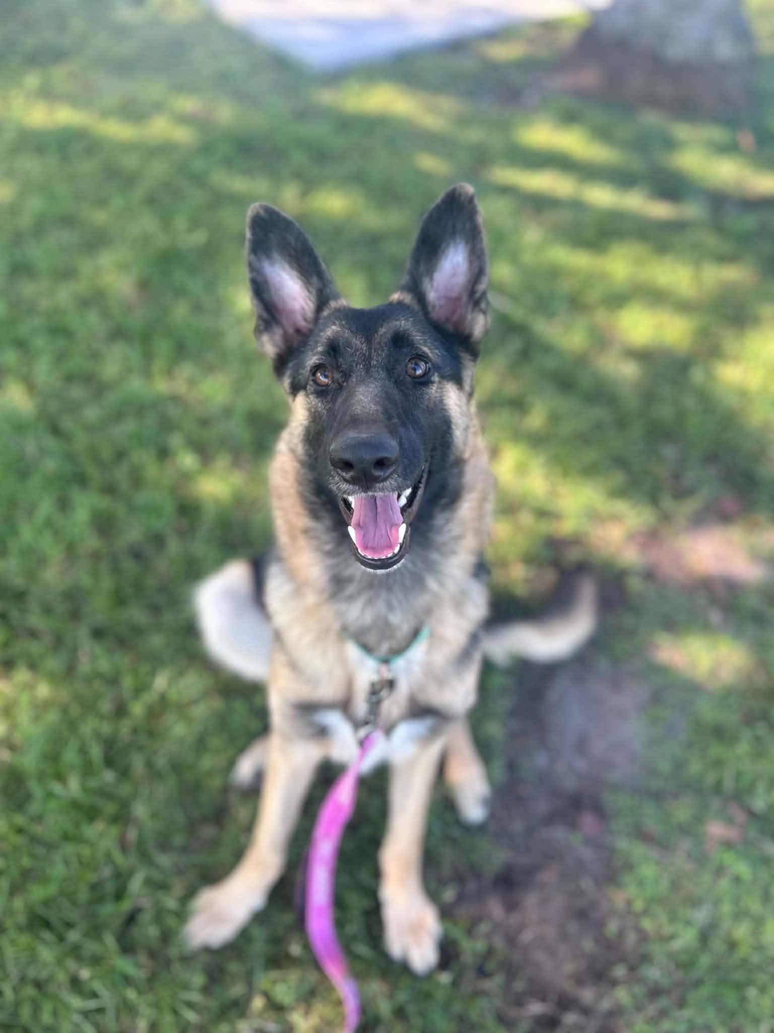 Anka, Adopted, Puppy Female German Shepherd Dog.