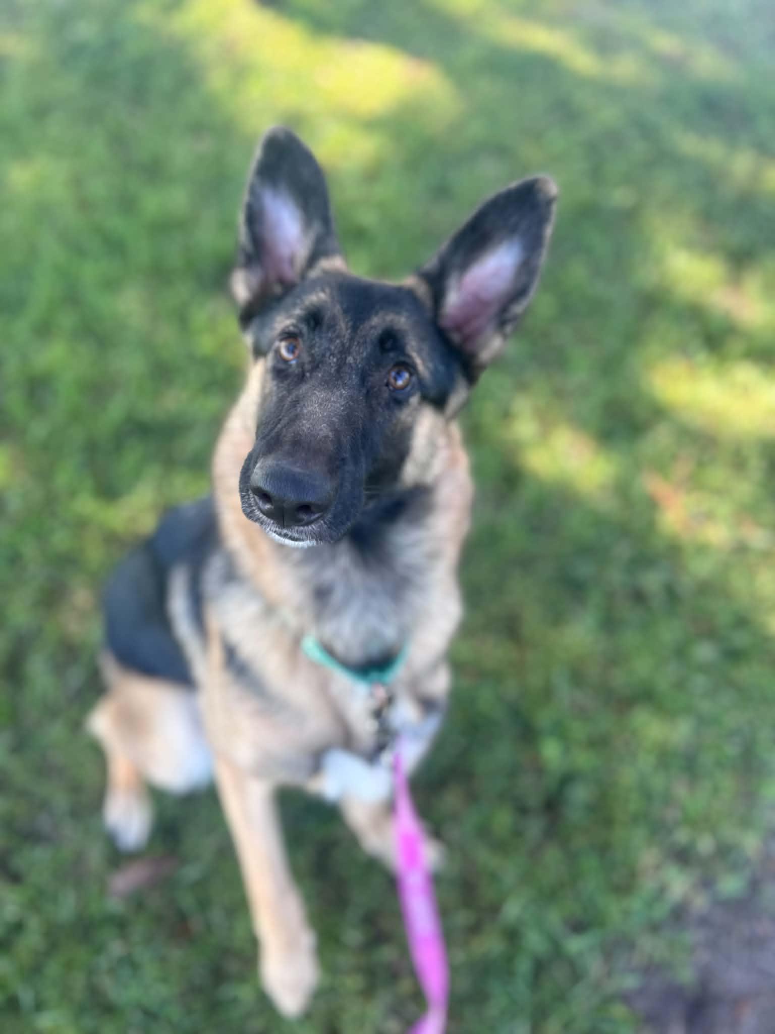 Enlarge Anka, a Adopted German Shepherd Dog in Myakka City, FL image 4/4