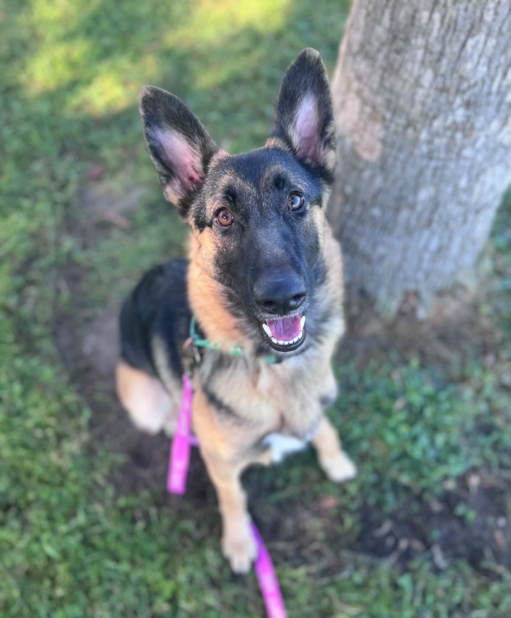 Enlarge Anka, a Adopted German Shepherd Dog in Myakka City, FL image 2/4