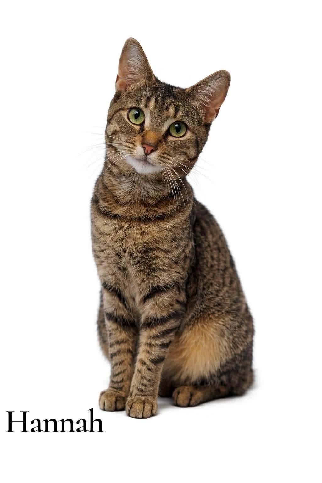 Hannah, ADOPTABLE, Adult Female Domestic Short Hair.