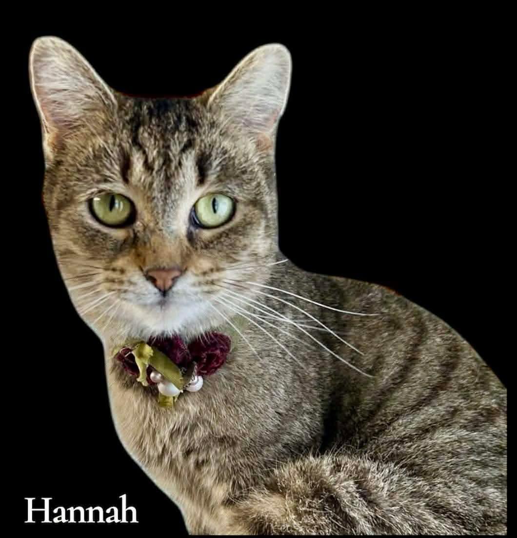 Hannah, a ADOPTABLE Domestic Short Hair in Stevensville, MI image 2/2