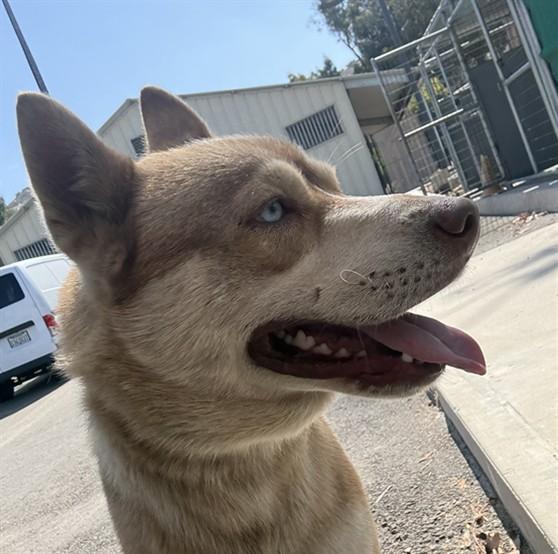 Enlarge SUNNY, a Adoptable Husky in Norco, CA image 1/1