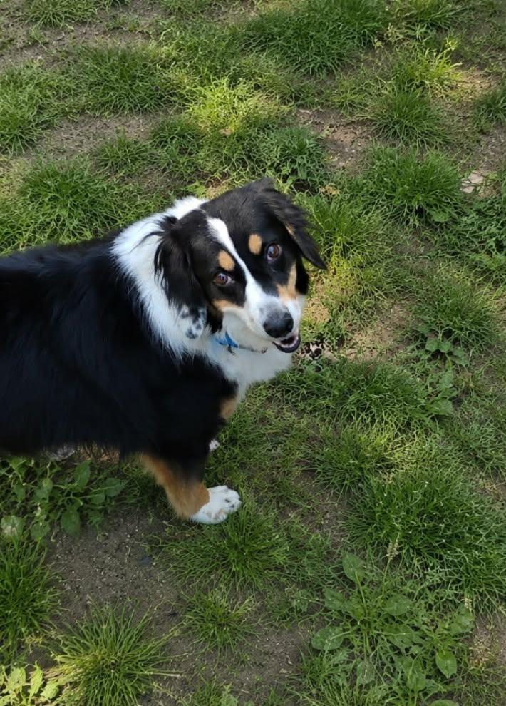 Bonnie Harlan, Adoptable, Adult Female Border Collie & Australian Shepherd.