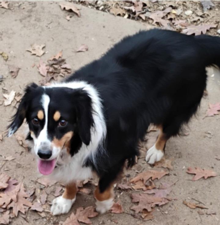 Bonnie Harlan, Adoptable, Adult Female Border Collie & Australian Shepherd.