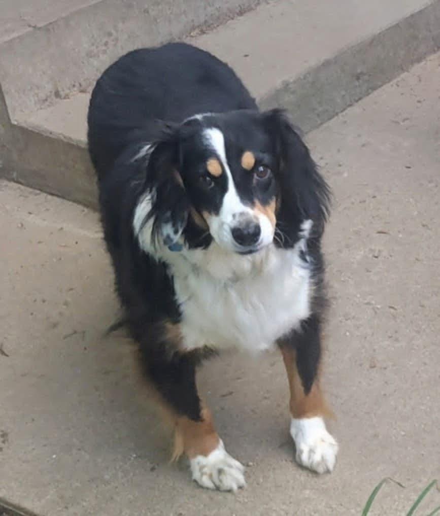 Enlarge Bonnie Harlan, a Adoptable mixed breed in Indianapolis, IN image 2/3