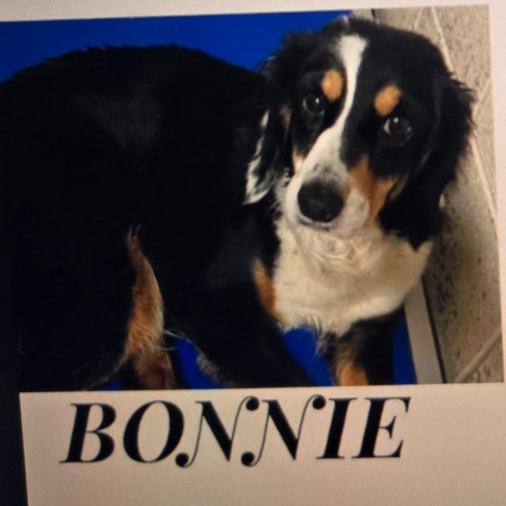 Enlarge Bonnie Harlan, a Adoptable mixed breed in Indianapolis, IN image 3/3