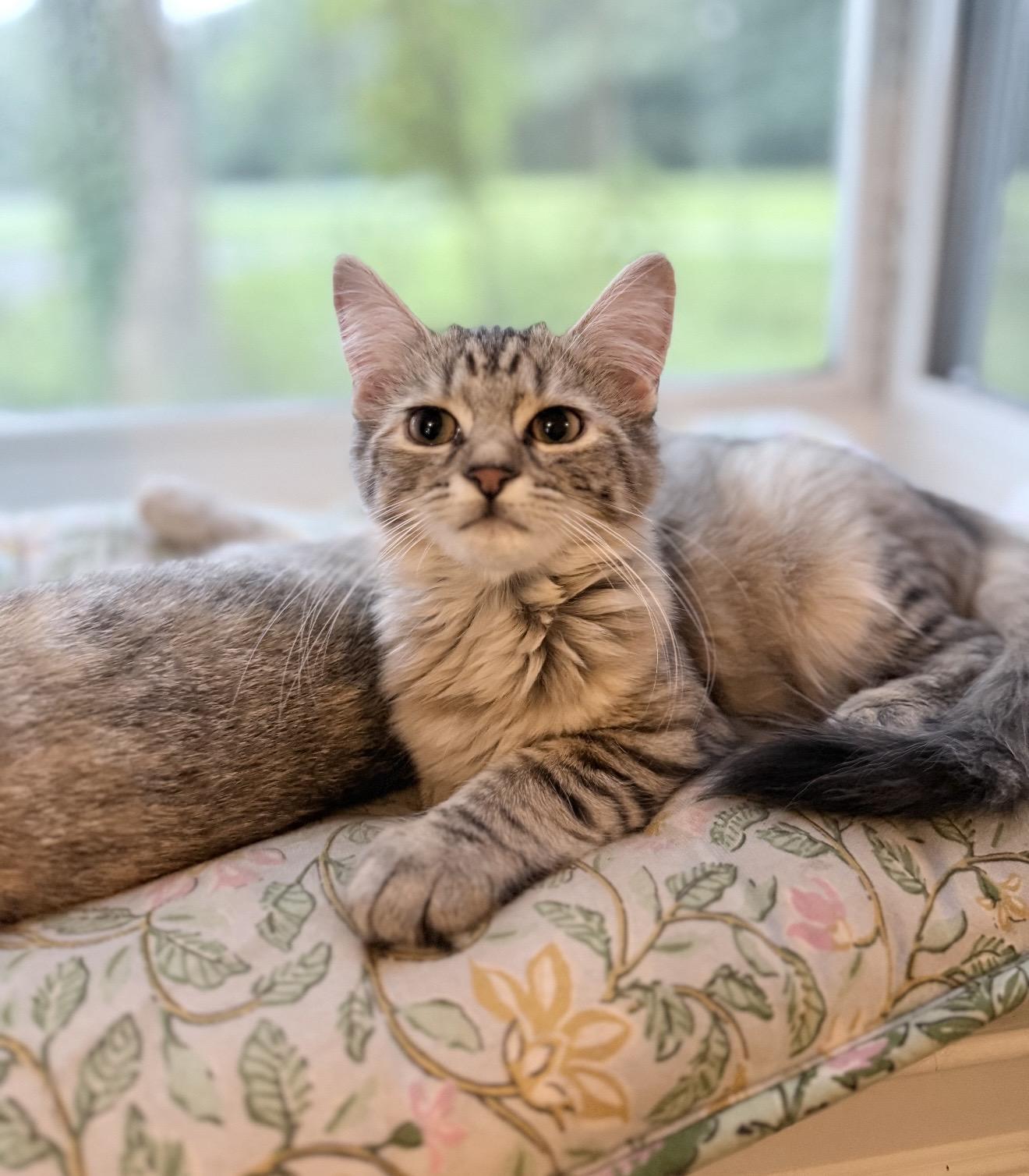 Enlarge Hazel, a Adopted Domestic Medium Hair in West Haven, CT image 1/2