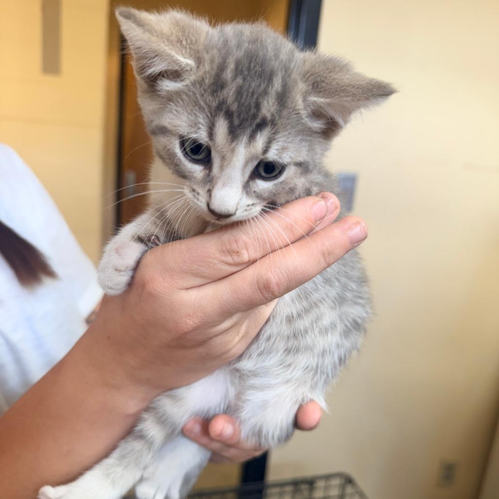 Enlarge Poppi, a Adoptable Domestic Short Hair in Corinth, MS image 1/1
