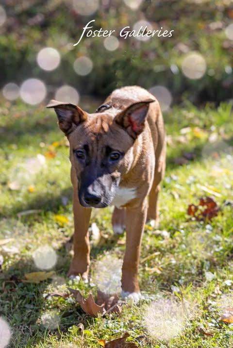 Bo Duke (CAT TOLERANT!)