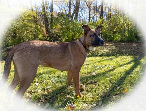 Bo Duke (CAT TOLERANT!)
