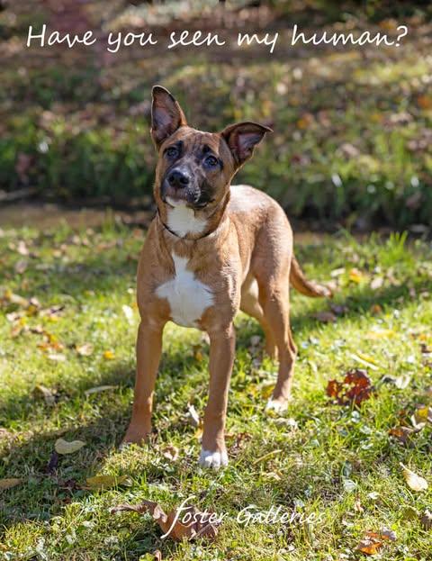 Bo Duke (CAT TOLERANT!)