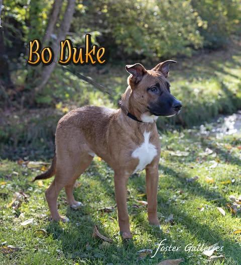 Bo Duke (CAT TOLERANT!)