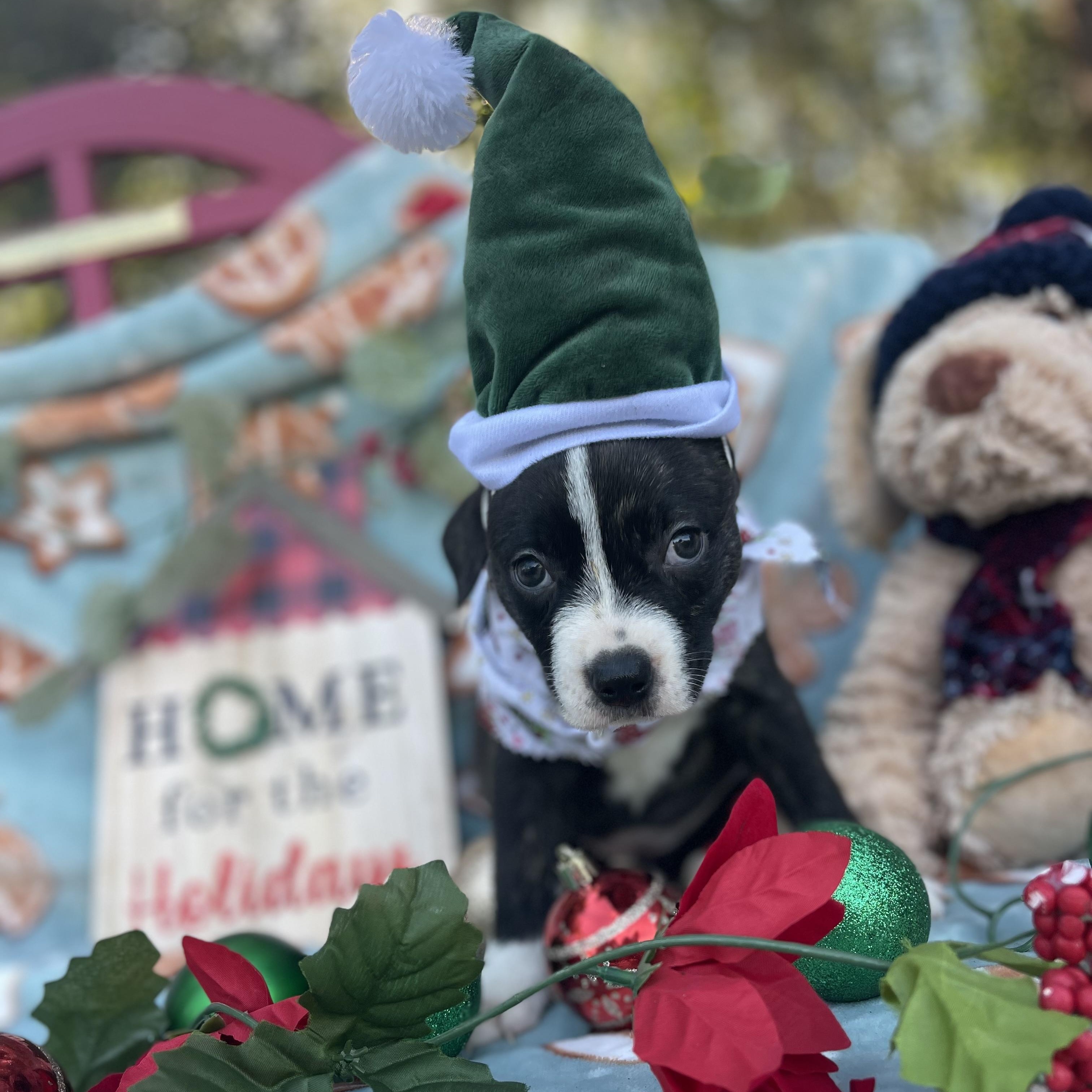 Zirconia thumbnail 3