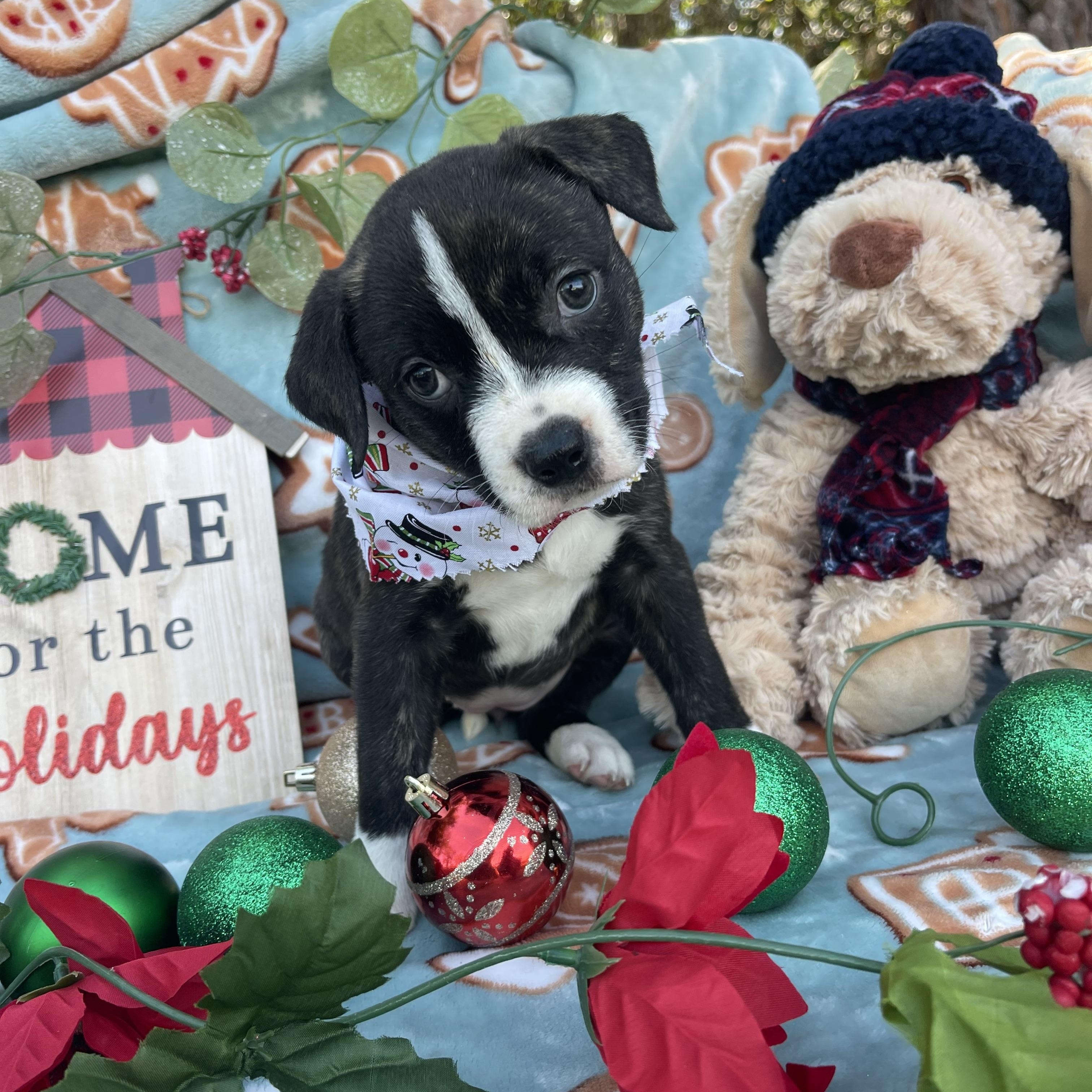 Zirconia thumbnail 4