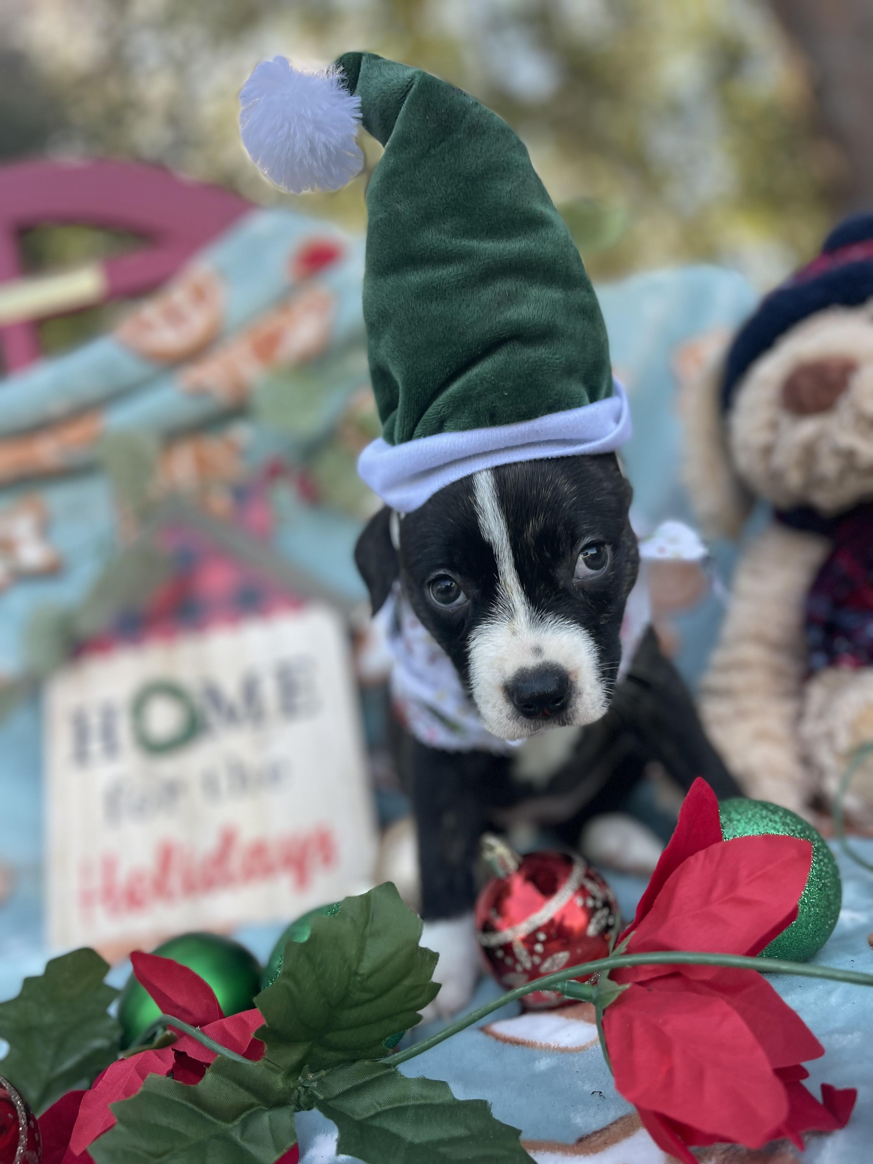 Zirconia thumbnail 5