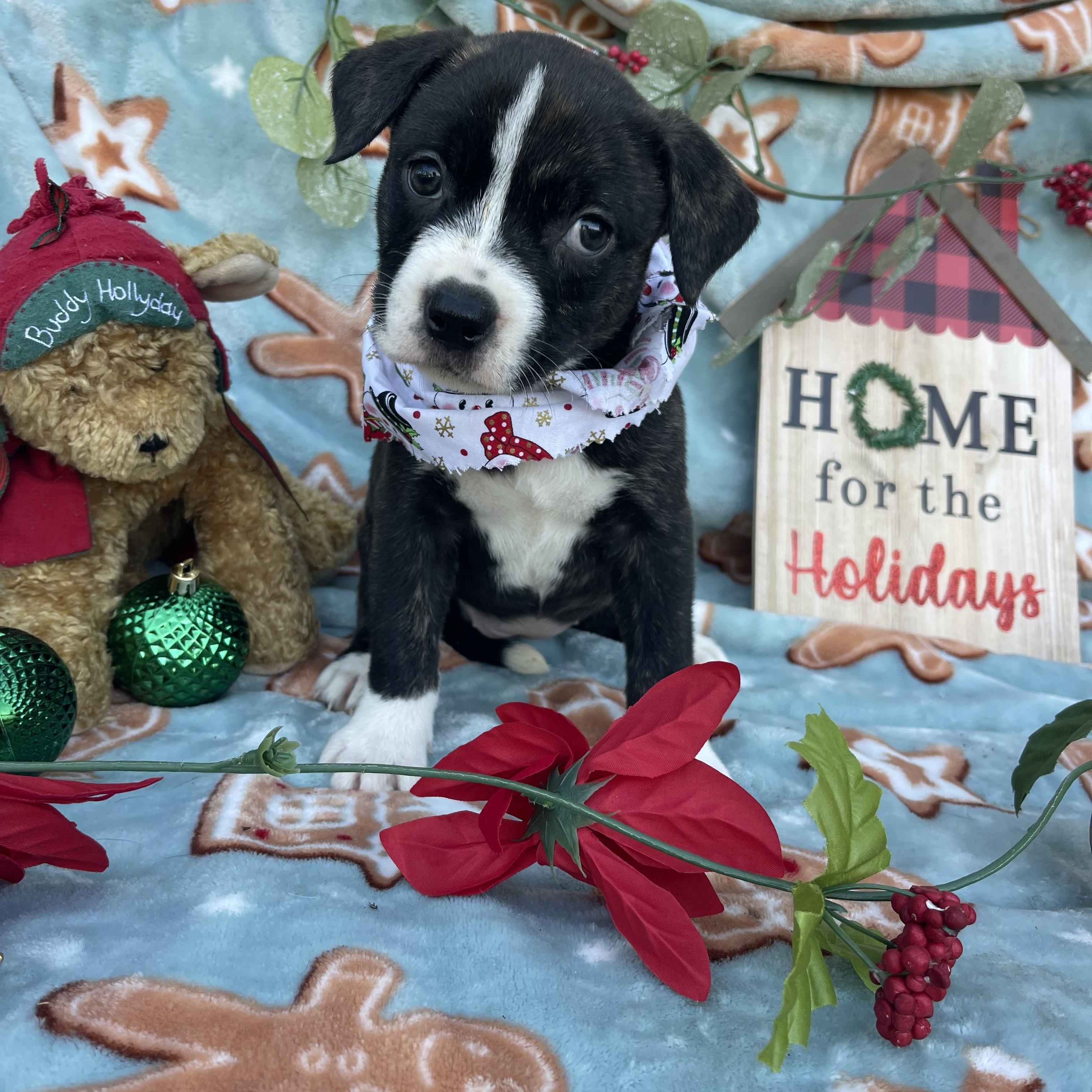 Zirconia thumbnail 6