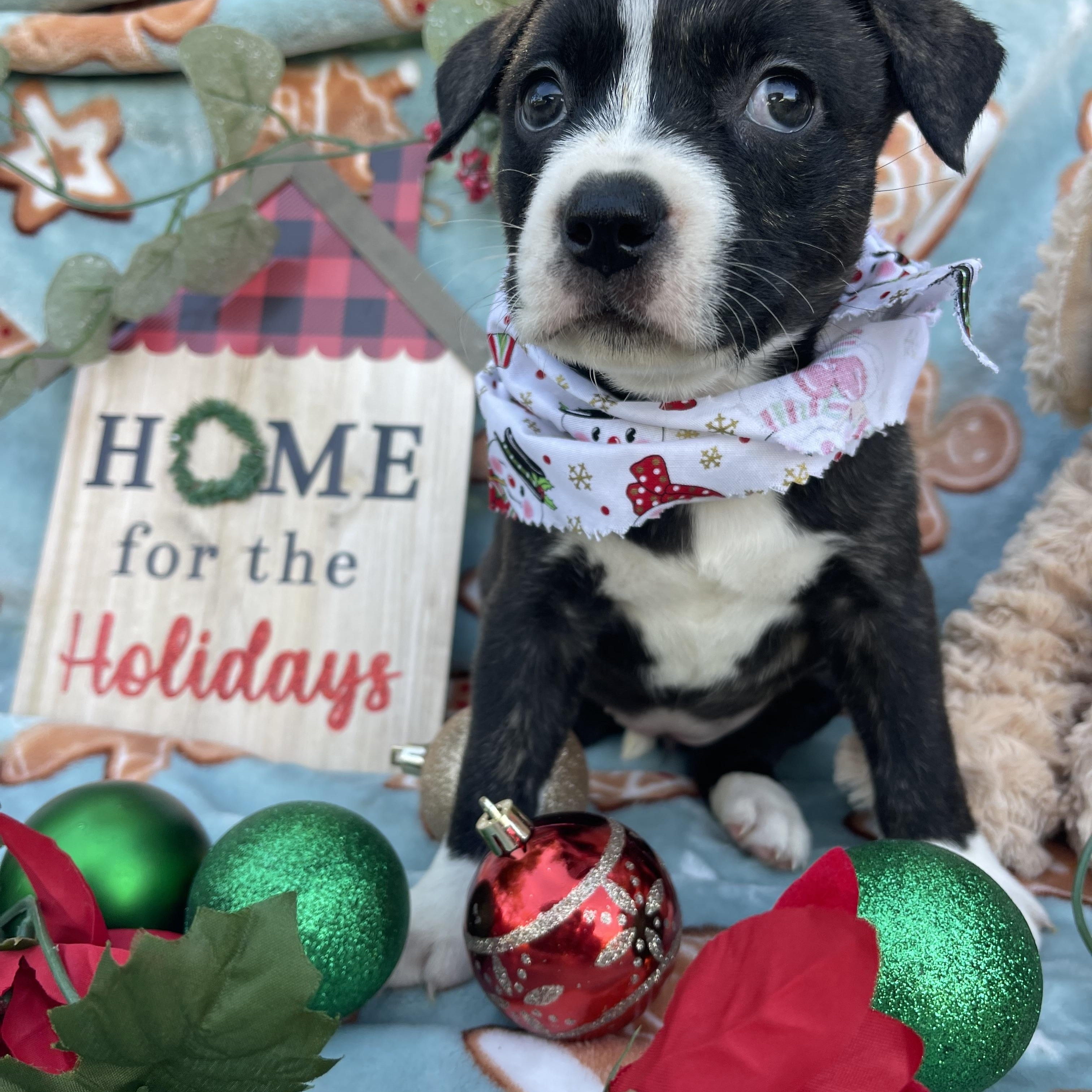 Zirconia thumbnail 7