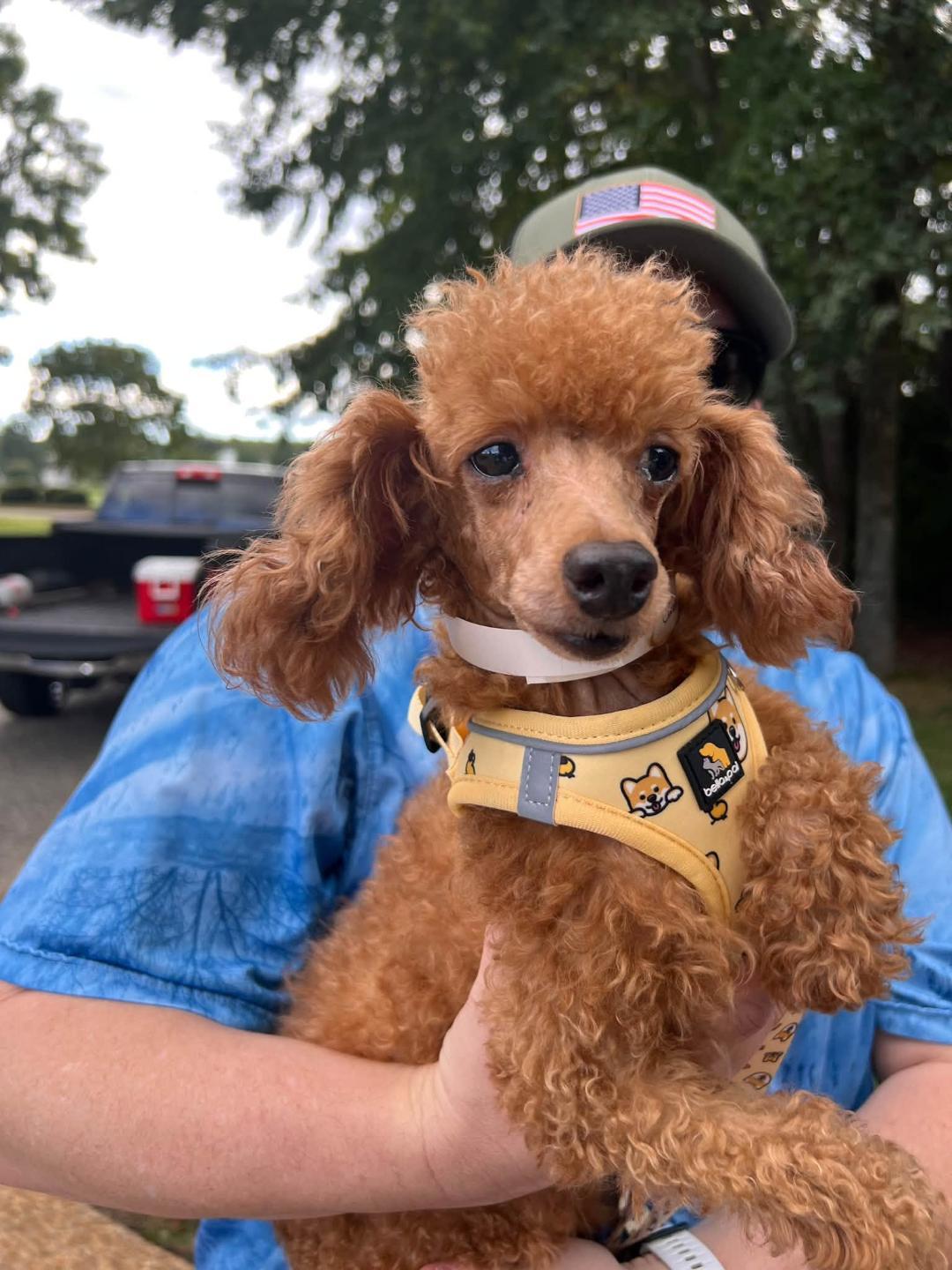 Truffle, Adoptable, Adult Female Miniature Poodle.