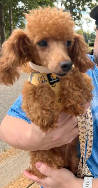 Enlarge Truffle, a Adoptable Miniature Poodle in Williamsburg, VA image 2/5