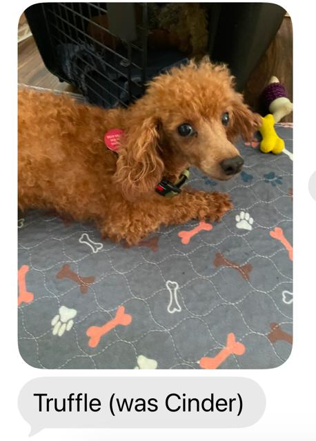 Enlarge Truffle, a Adoptable Miniature Poodle in Williamsburg, VA image 3/5