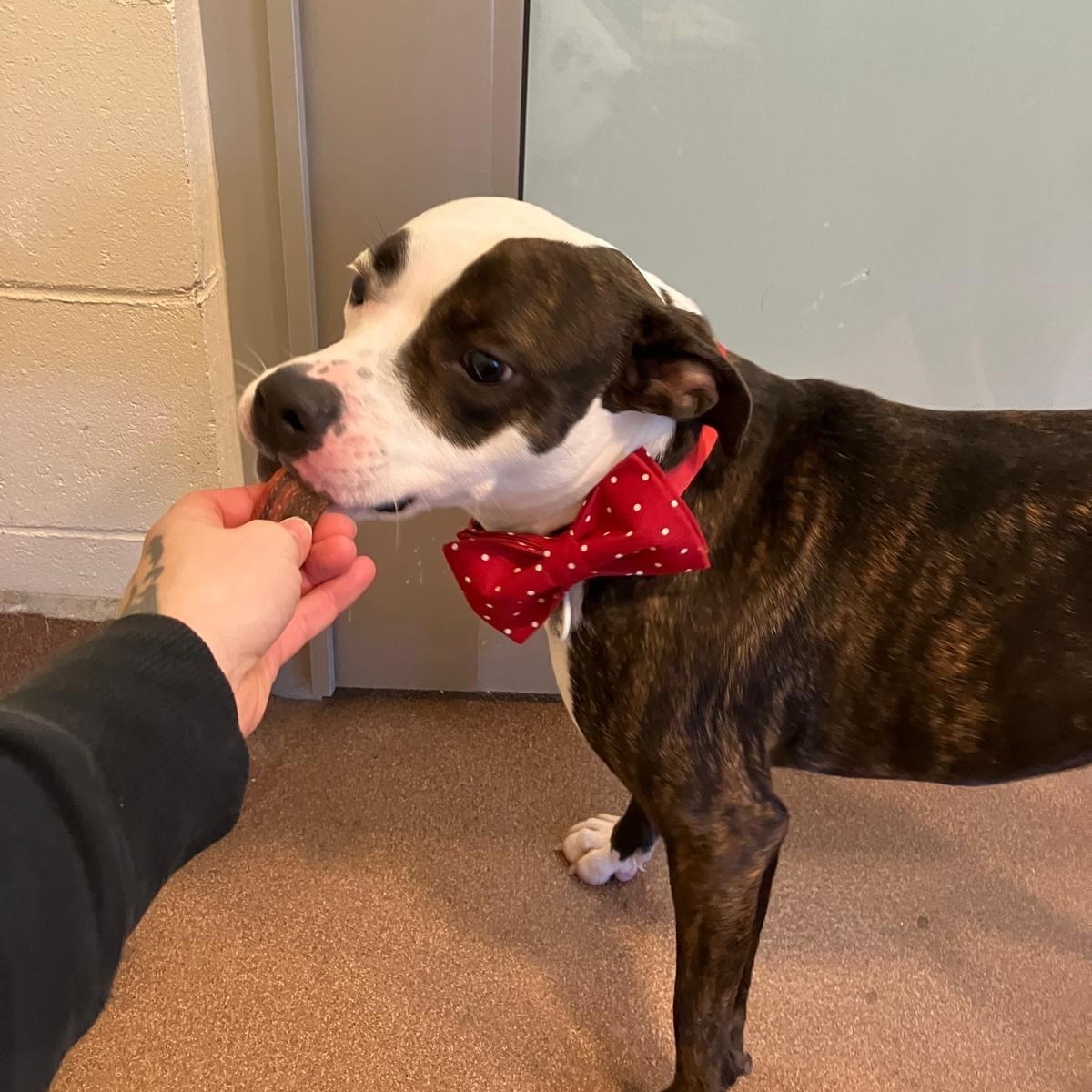 Rory, a Adoptable mixed breed in Friday Harbor, WA image 3/3
