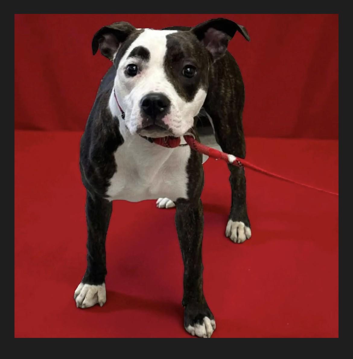 Rory, a Adoptable mixed breed in Friday Harbor, WA image 2/3