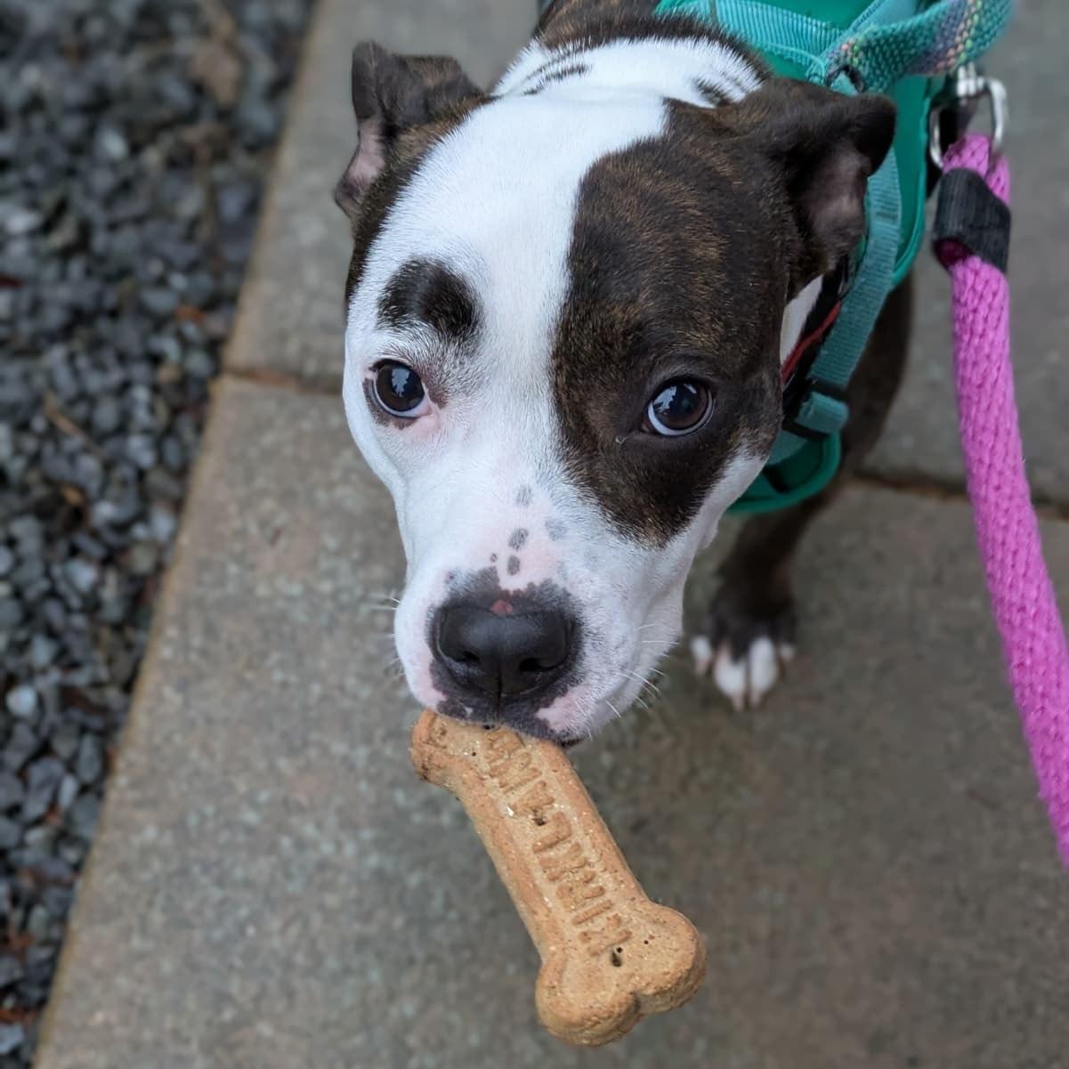 Rory, Adoptable, Young Female Pit Bull Terrier.