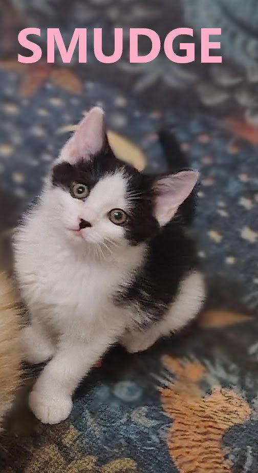 Smudge sweetest baby girl, a Adoptable Domestic Medium Hair in Hillsboro, OR image 2/2