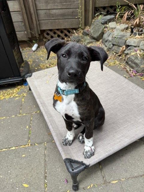 Enlarge Paisley, a Adoptable Cattle Dog in Sunnyvale, CA image 1/1