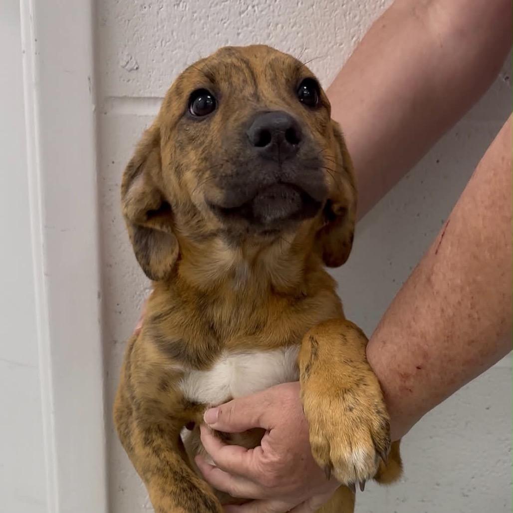 Winston, Adoptable, Puppy Male Mixed Breed.