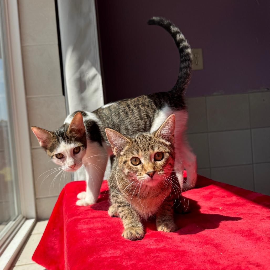 Enlarge Tuppy, a Adoptable Domestic Short Hair in Mondovi, WI image 2/4