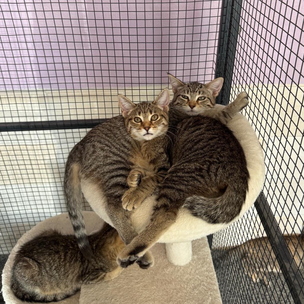 Enlarge Tuppy, a Adoptable Domestic Short Hair in Mondovi, WI image 3/4