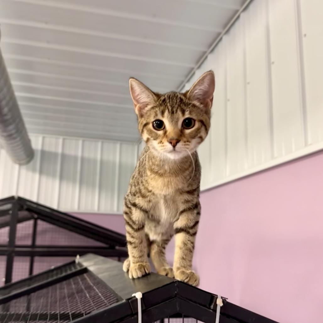 Enlarge Tuppy, a Adoptable Domestic Short Hair in Mondovi, WI image 4/4