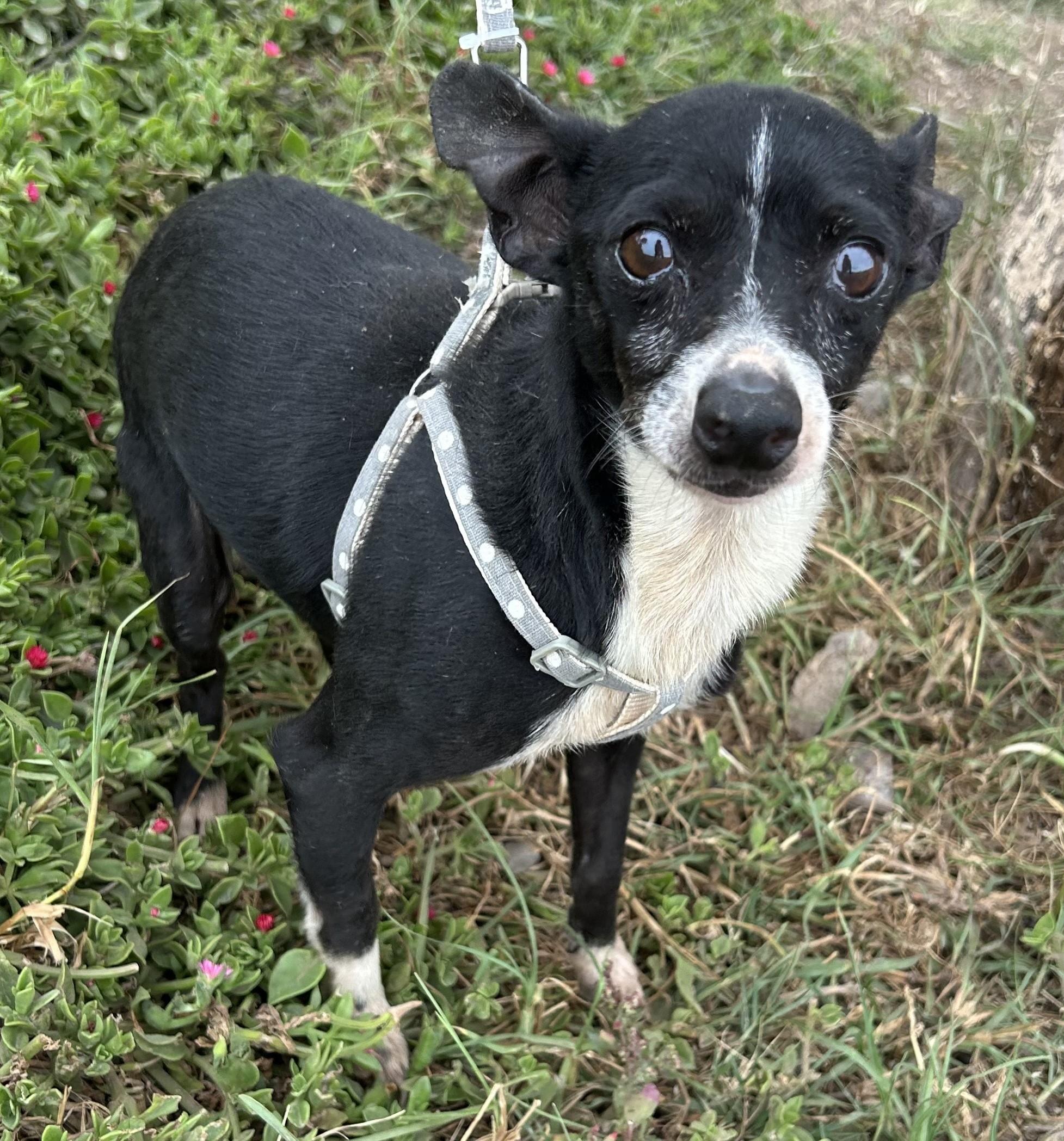 RAUL Chiweenie Terrier Mix  Neutered Male  7 Years  14 Pounds After living in a cage all his
